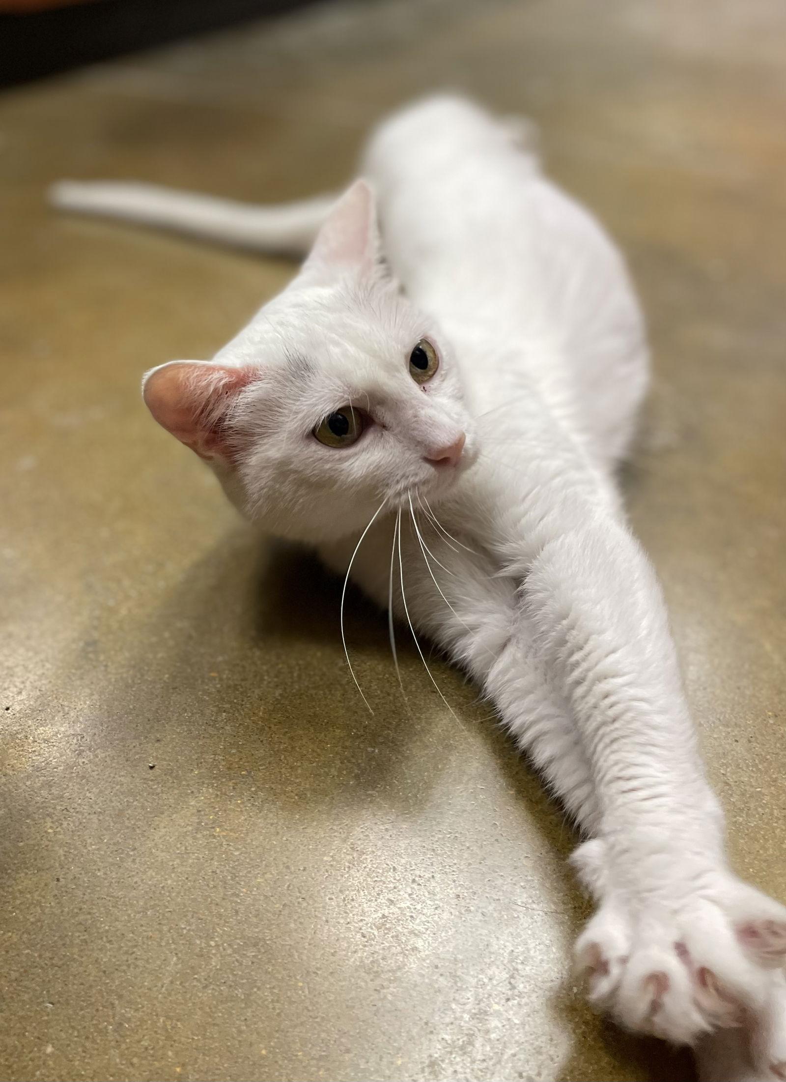Enlarge Lana, a Adoptable Domestic Short Hair in Oxford, MS image 3/3