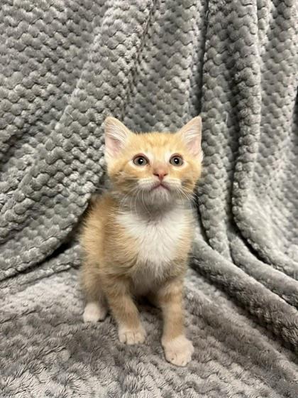 Ogre, Adoptable, Adult Male Domestic Short Hair & Domestic Short Hair.