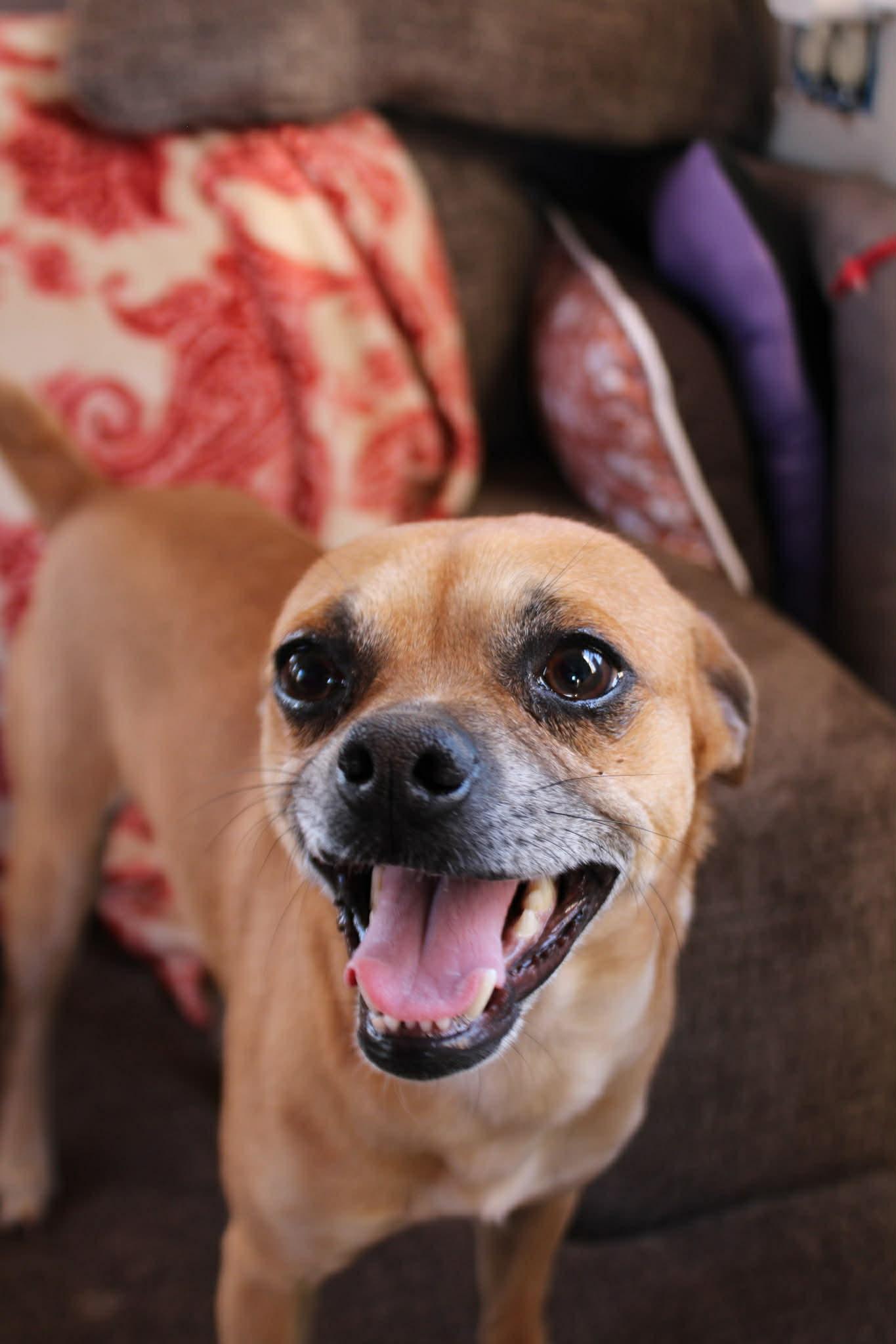 Enlarge Steven, an adopted mixed breed in Piedmont, OK image 3/3