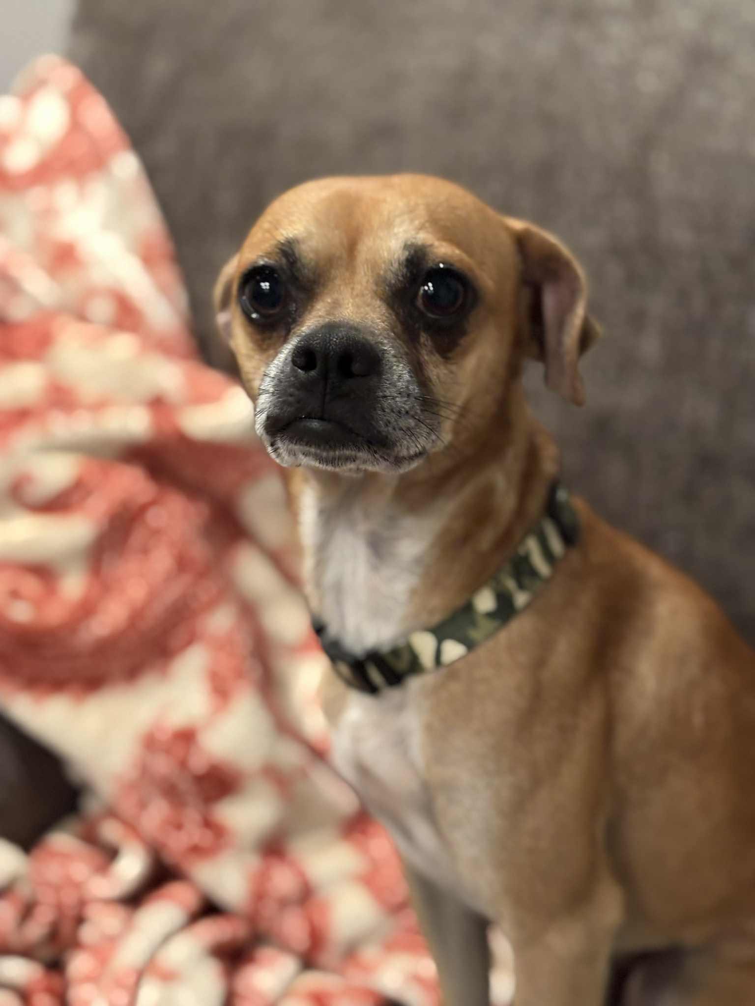 Enlarge Steven, a Adoptable mixed breed in Piedmont, OK image 1/2