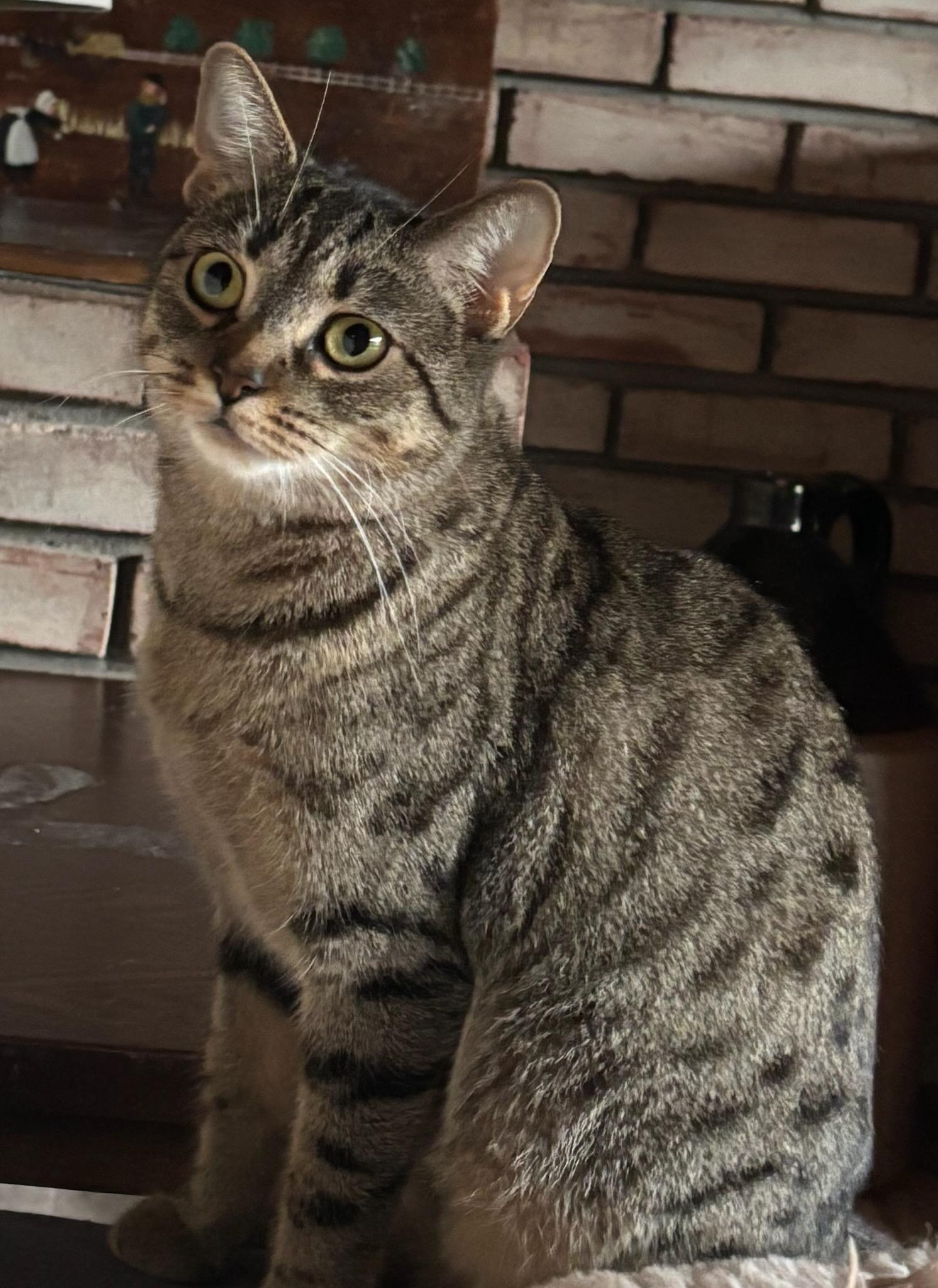 Weaverly, Adoptable, Adult Female Domestic Short Hair.