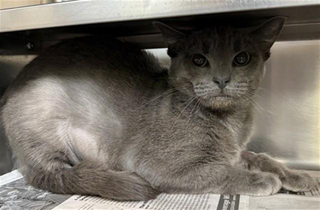 FLOSS, Adoptable, Young Female Domestic Short Hair.