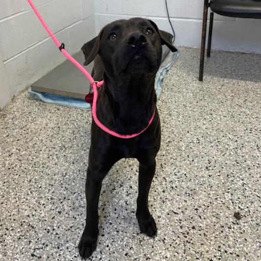 Turn Signal, Adoptable, Young Male Terrier & American Staffordshire Terrier.