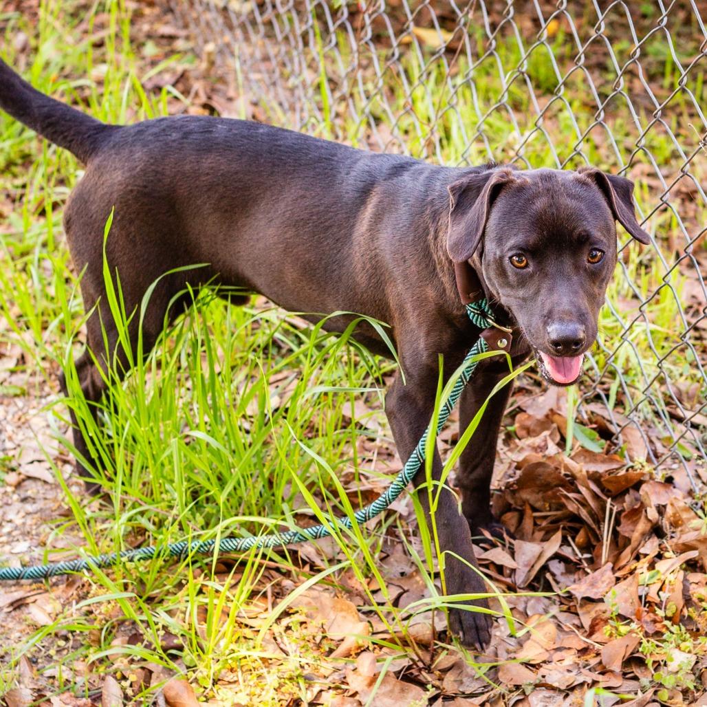 Enlarge Turn Signal, a Adoptable mixed breed in Hattiesburg, MS image 2/3