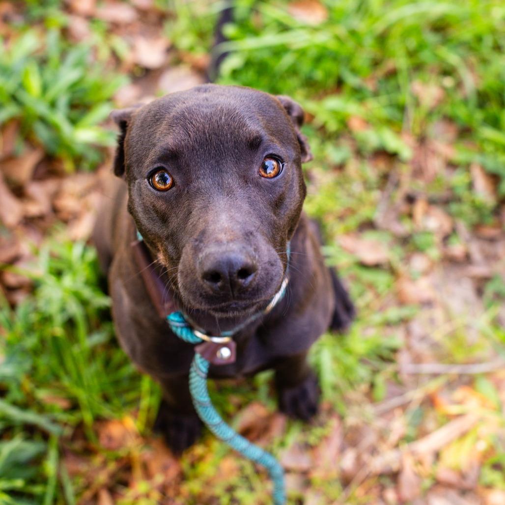 Enlarge Turn Signal, a Adoptable mixed breed in Hattiesburg, MS image 3/3