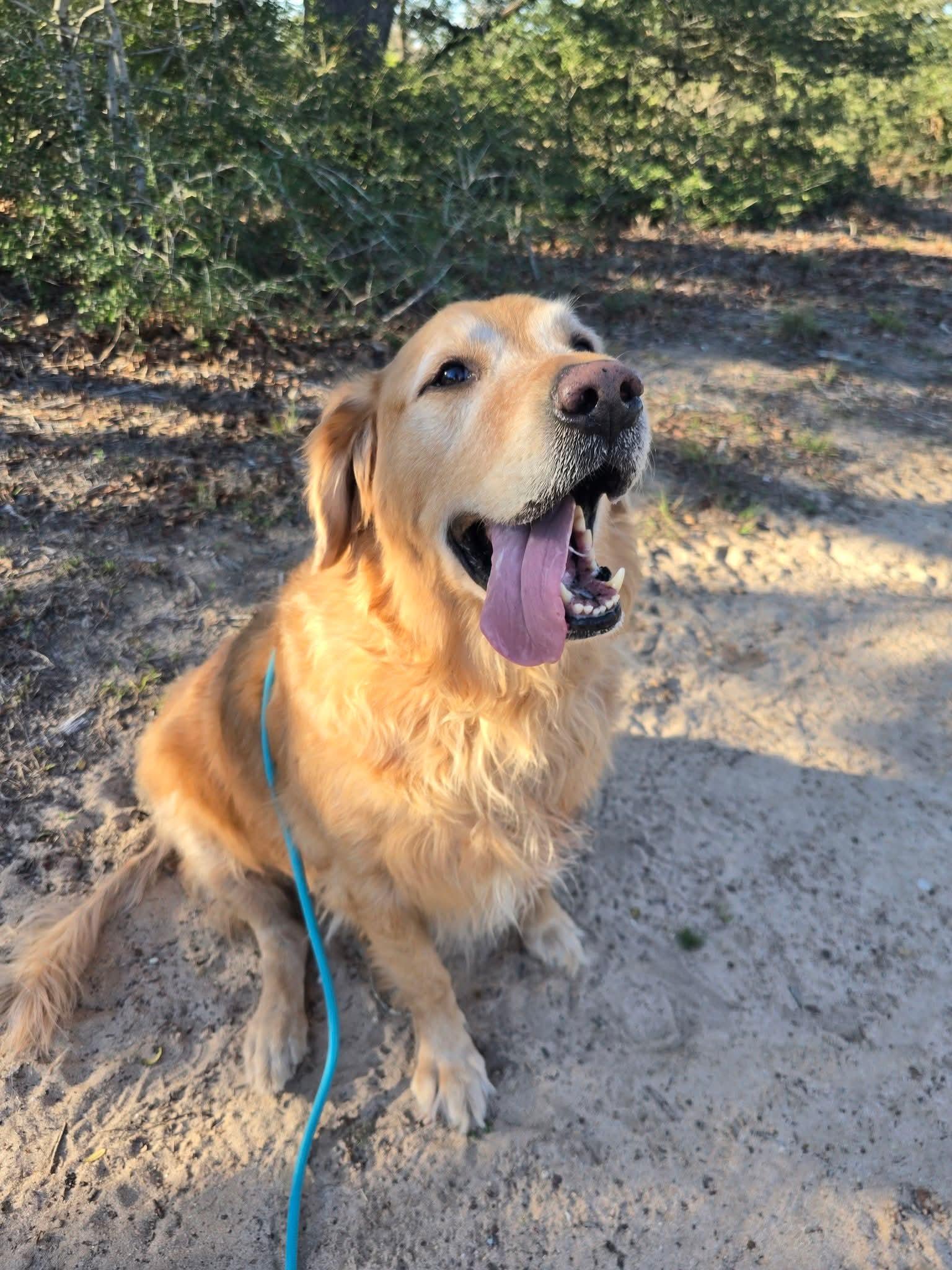Enlarge Leo, a ADOPTABLE Golden Retriever in Luling, TX image 1/5