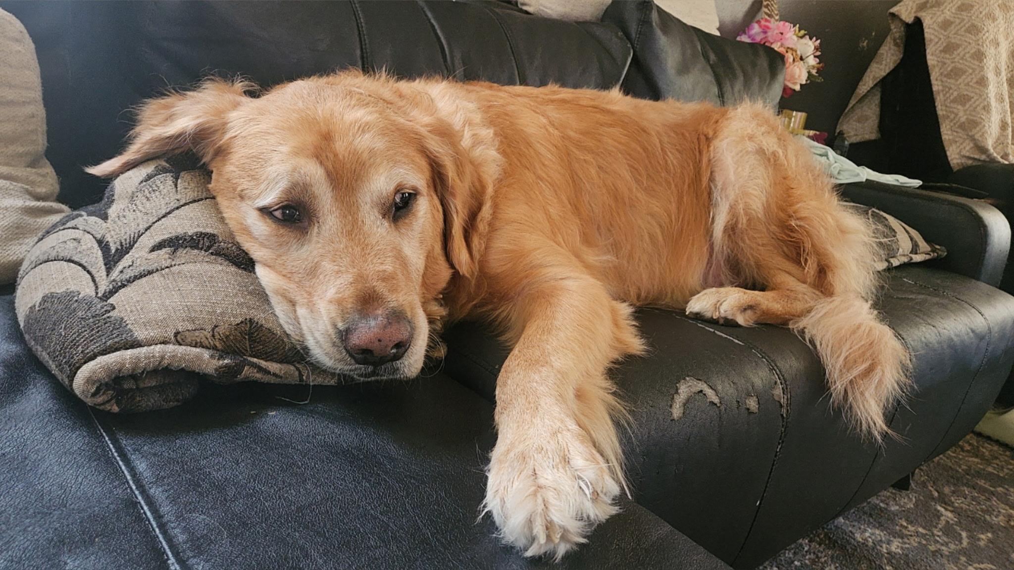 Enlarge Leo, a ADOPTABLE Golden Retriever in Luling, TX image 2/5