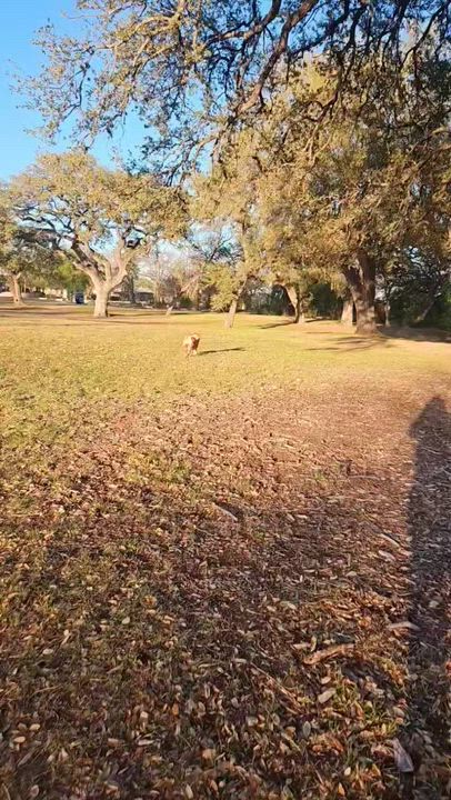 Enlarge Leo, a ADOPTABLE Golden Retriever in Luling, TX video 5/5