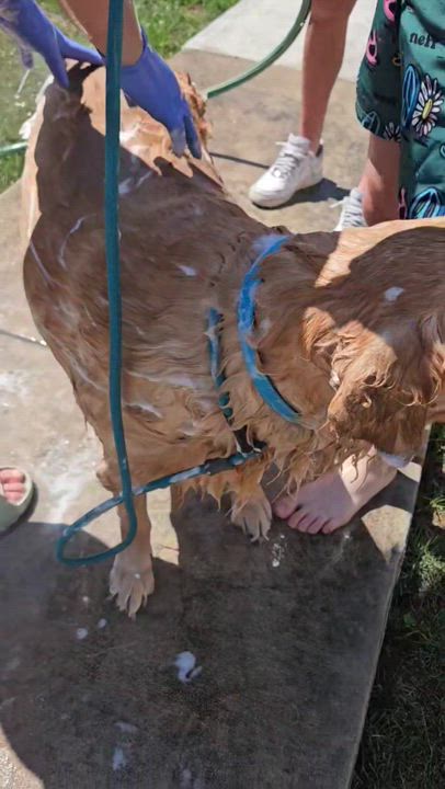 Enlarge Leo, a ADOPTABLE Golden Retriever in Luling, TX video 4/5