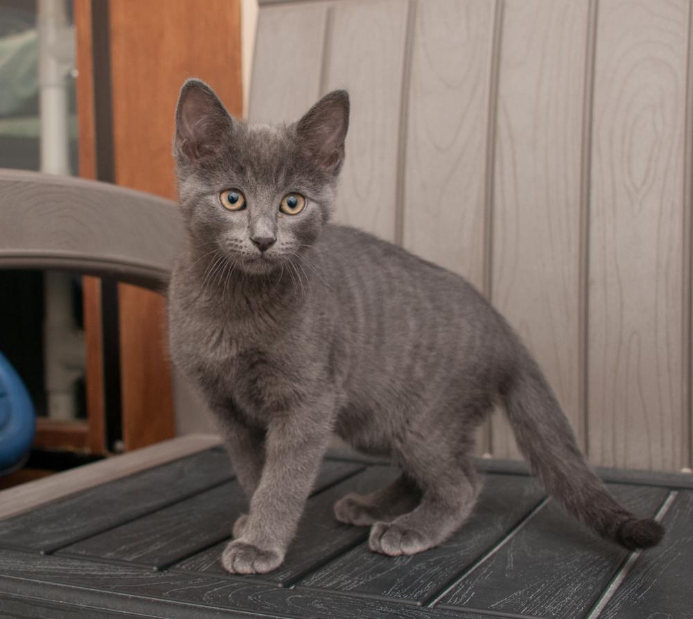 Elden (gets adopted with Mingus), a Adoptable Domestic Short Hair in Westminster, CO image 4/5