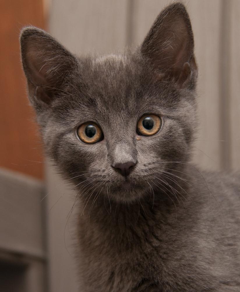 Elden (gets adopted with Mingus), Adoptable, Kitten Male Domestic Short Hair.
