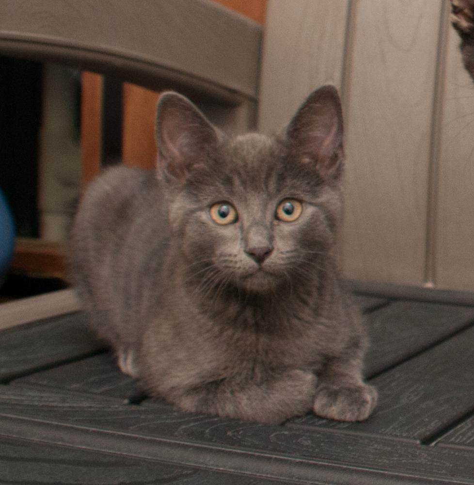 Elden (gets adopted with Mingus), a Adoptable Domestic Short Hair in Westminster, CO image 2/5