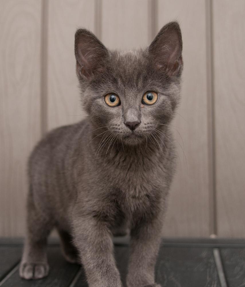 Elden (gets adopted with Mingus), a Adoptable Domestic Short Hair in Westminster, CO image 3/5