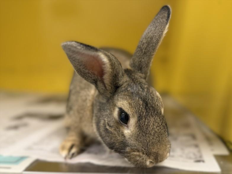 Enlarge BOB, a Adoptable Bunny Rabbit in Los Angeles, CA image 1/1