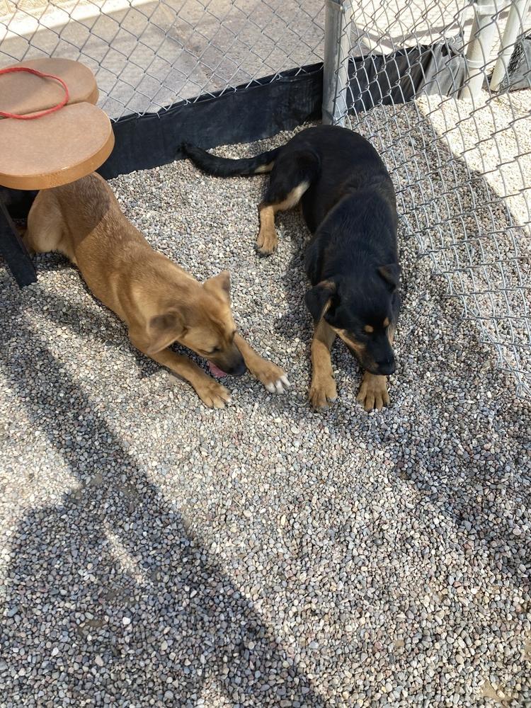 Enlarge Kona, a Adoptable mixed breed in Albuquerque, NM image 1/5