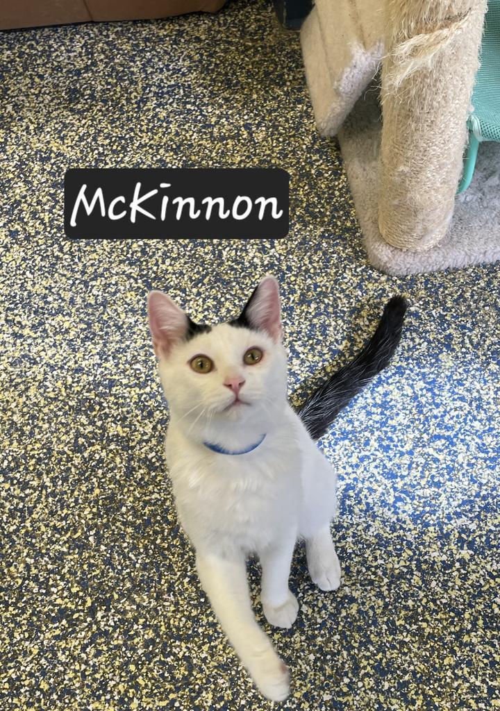 Enlarge McKinnon, a Adoptable mixed breed in Maumelle, AR image 1/6