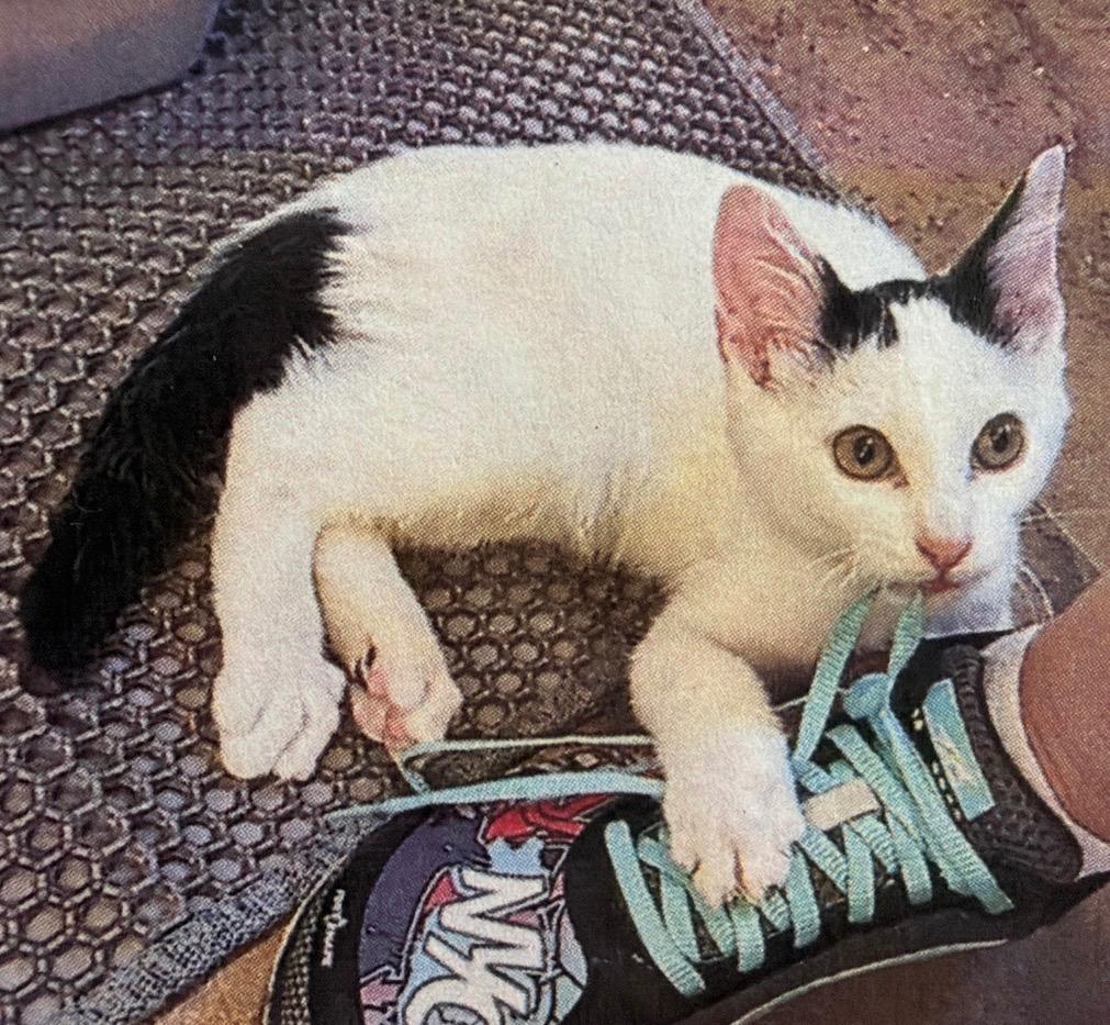 McKinnon, Adoptable, Kitten Male Domestic Short Hair.