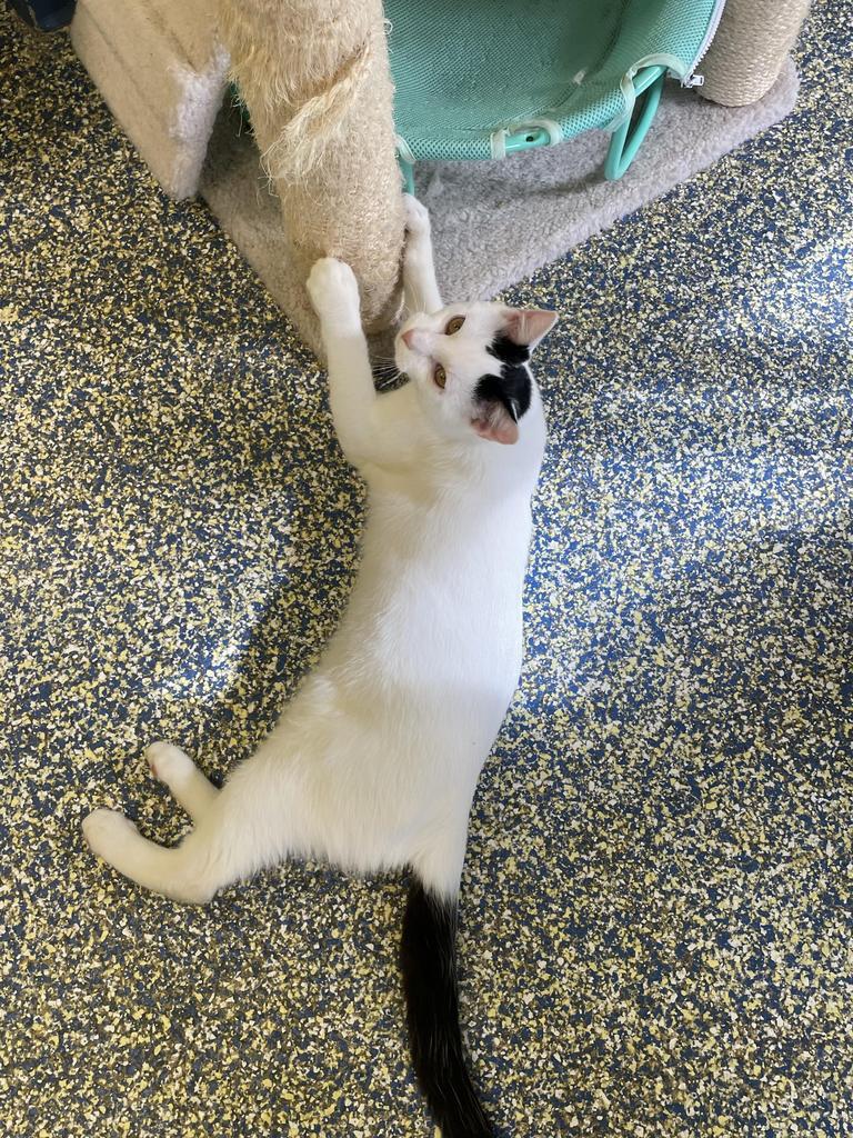 Enlarge McKinnon, a Adoptable mixed breed in Maumelle, AR image 2/6