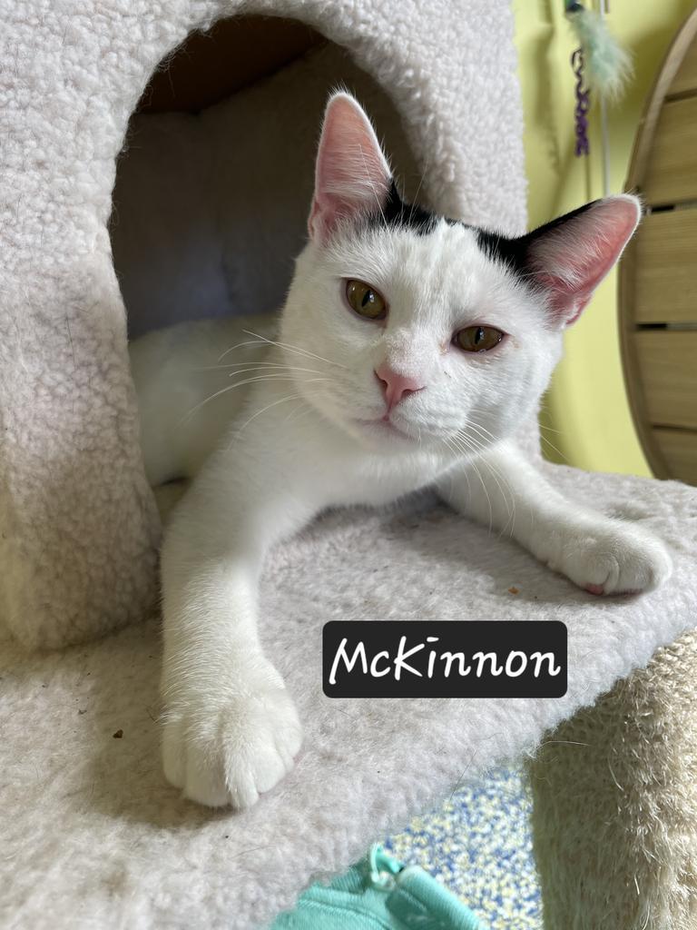 Enlarge McKinnon, a Adoptable mixed breed in Maumelle, AR image 3/6