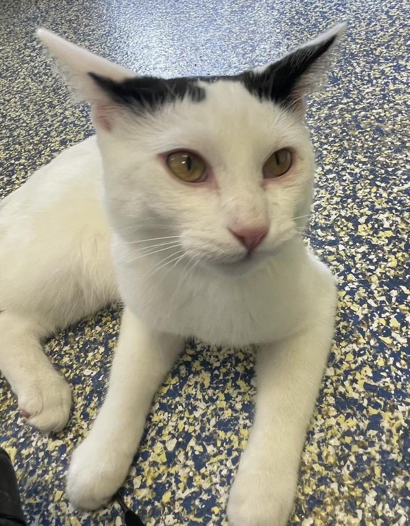 Enlarge McKinnon, a Adoptable mixed breed in Maumelle, AR image 4/6