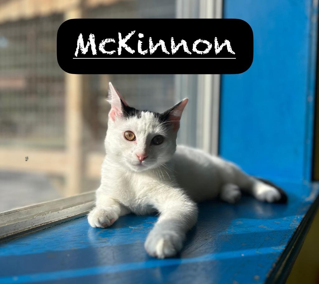 Enlarge McKinnon, a Adoptable mixed breed in Maumelle, AR image 6/6