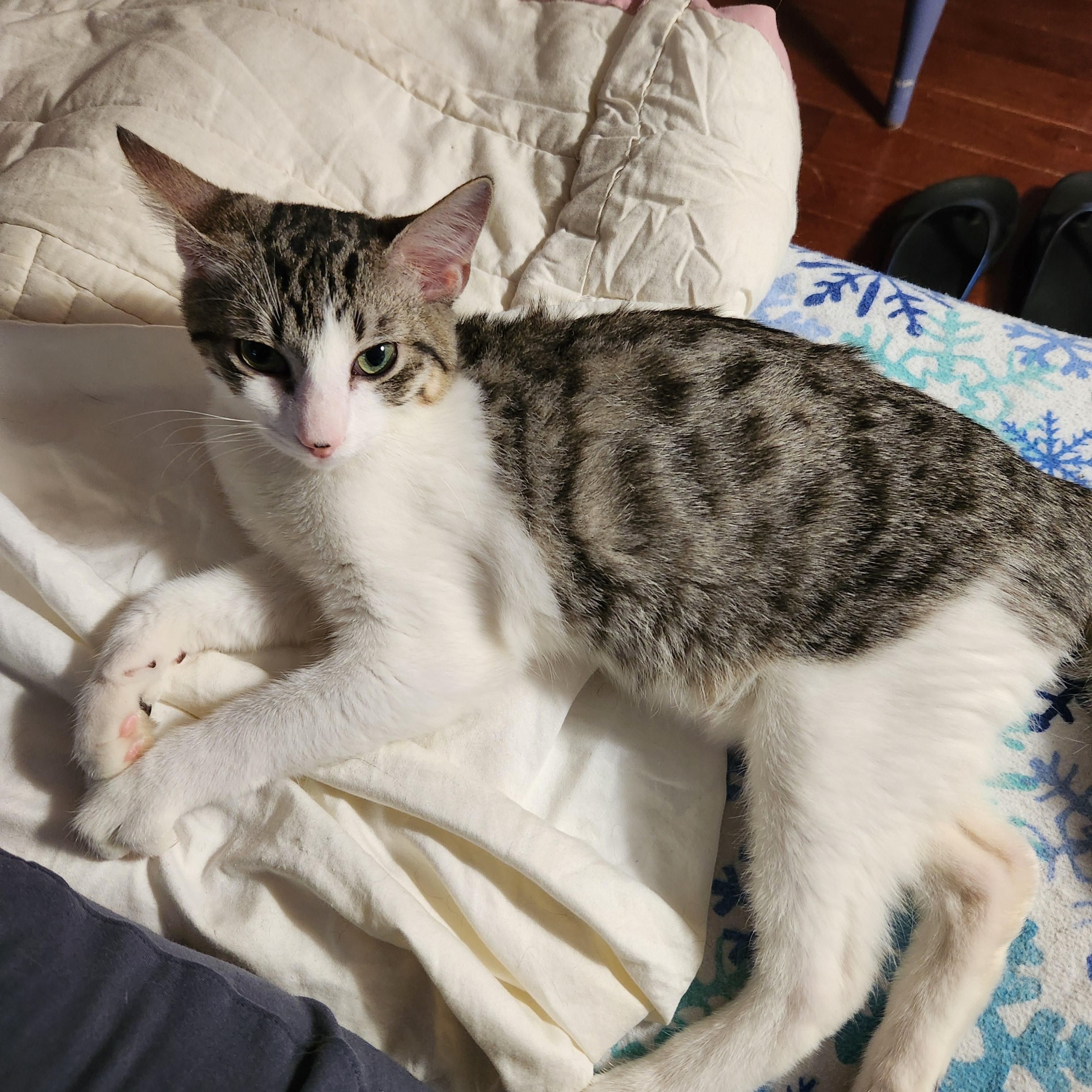 Enlarge Tiramisu, an adoptable Domestic Short Hair in Great Mills, MD image 1/1