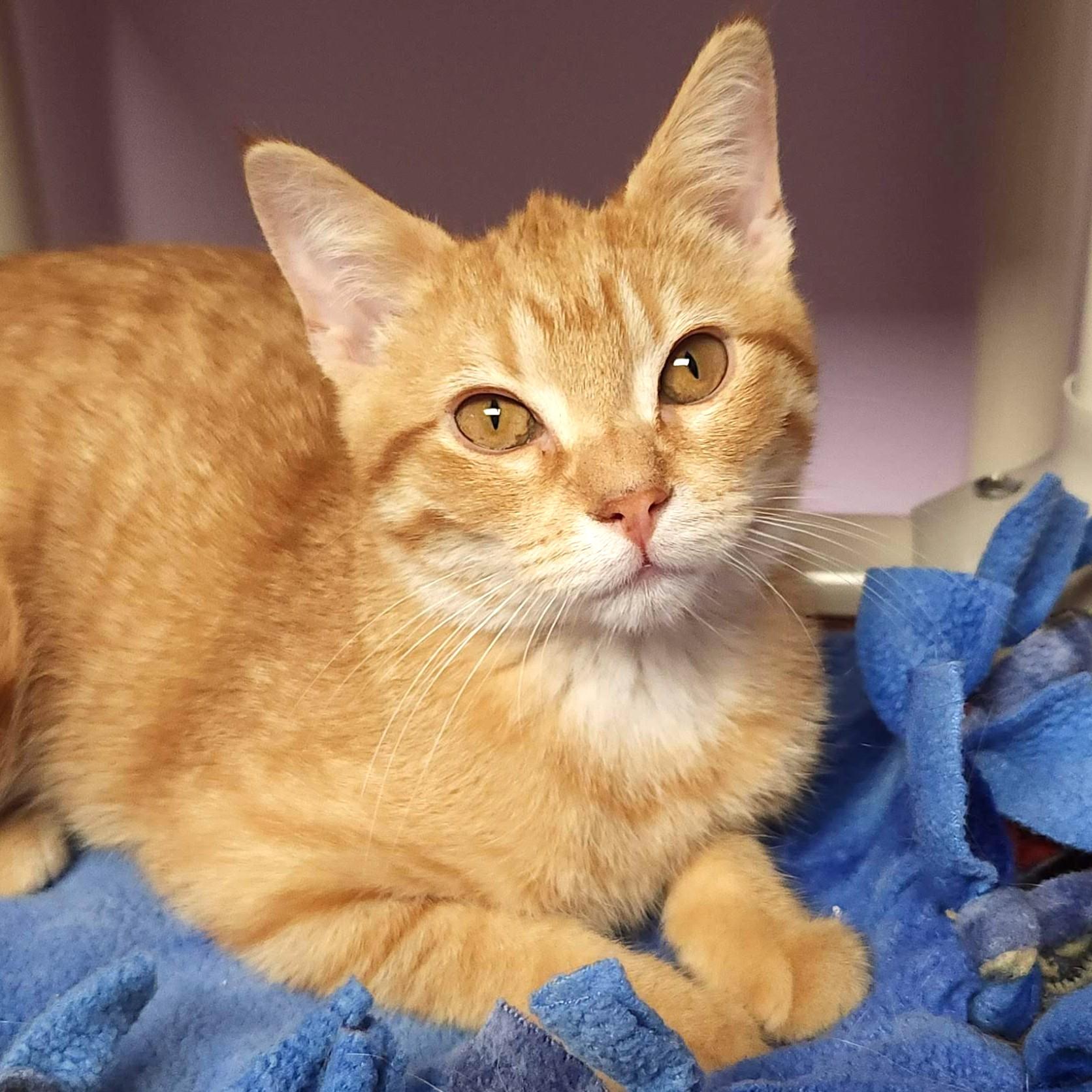 Tig, ADOPTABLE, Kitten Male Domestic Short Hair.