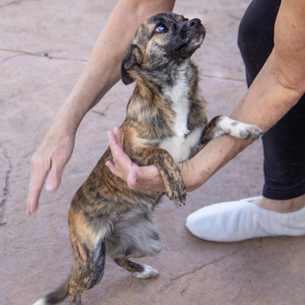 Chiquita, Adoptable, Young Female Chihuahua & Mixed Breed.