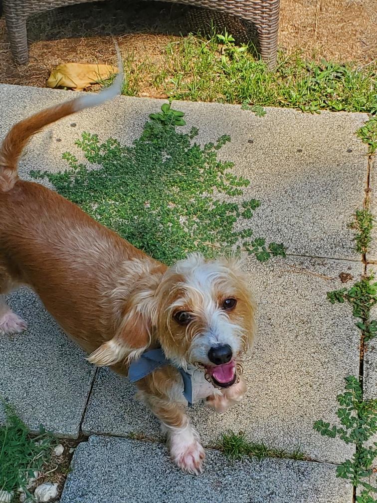 Enlarge Pistol Pete, a Adopted mixed breed in Lakeland, TN image 1/5