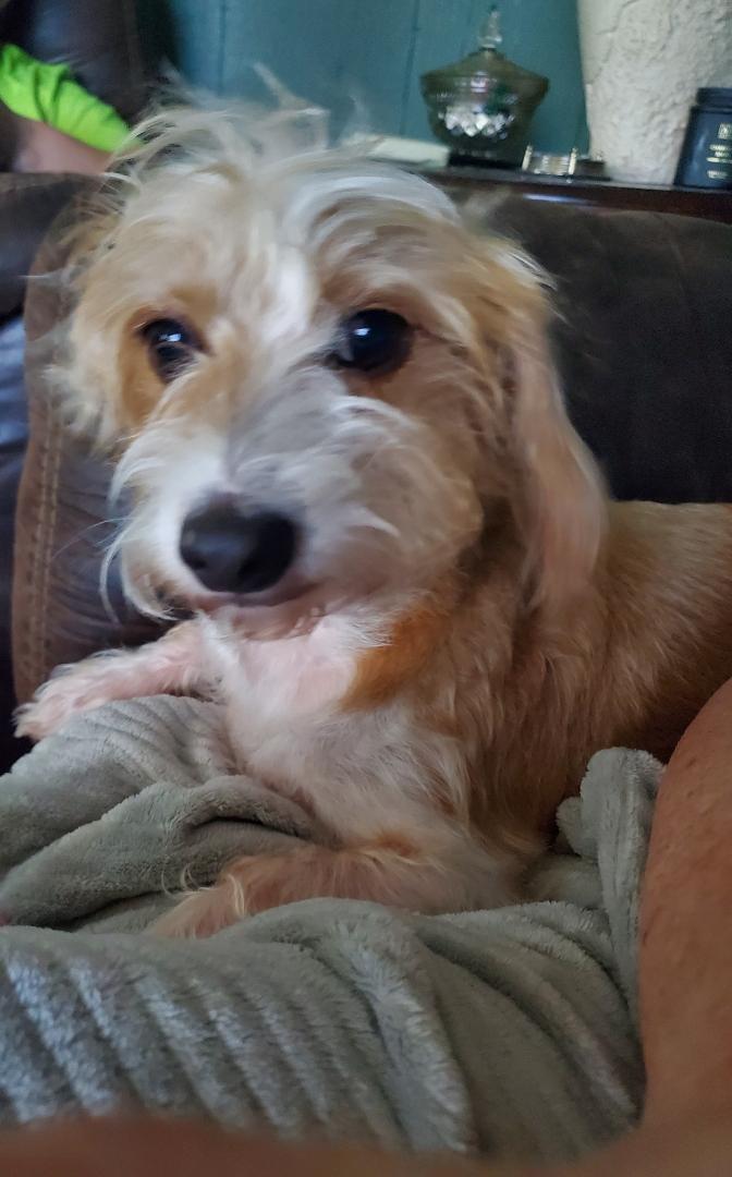 Enlarge Pistol Pete, a Adopted mixed breed in Lakeland, TN image 3/5