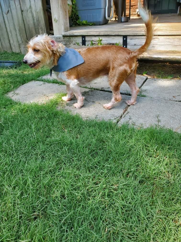 Enlarge Pistol Pete, a Adopted mixed breed in Lakeland, TN image 4/5