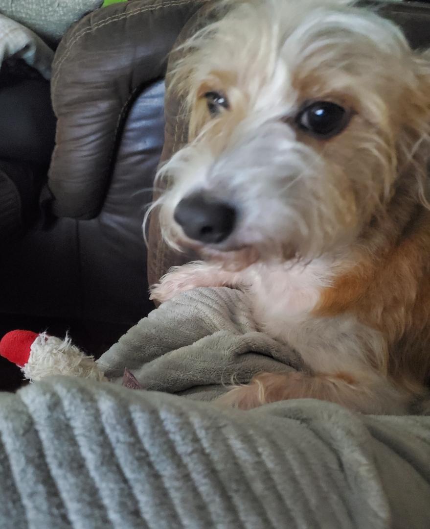 Enlarge Pistol Pete, a Adopted mixed breed in Lakeland, TN image 5/5