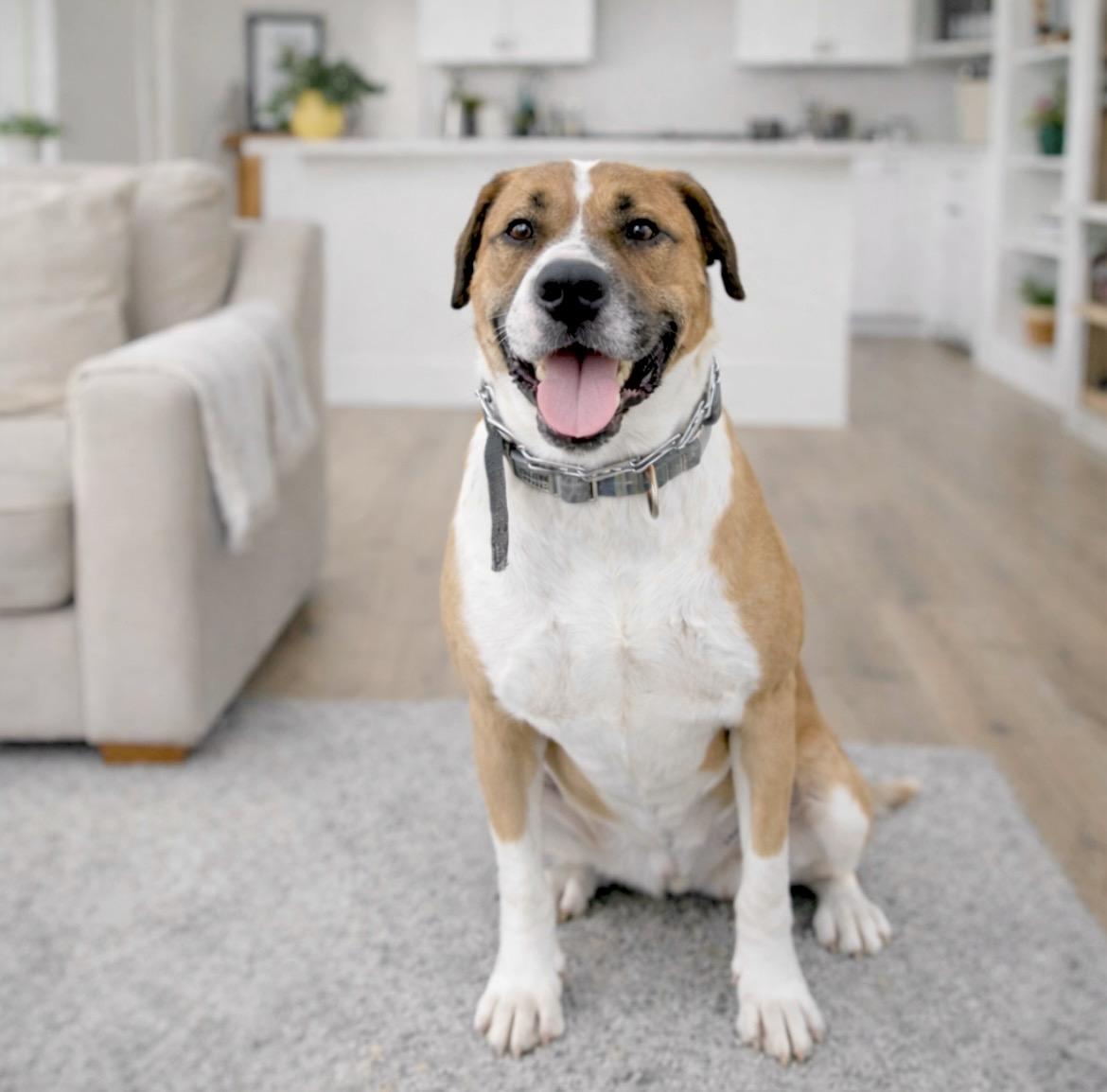 Chuck , adopted, Adult Male Hound.