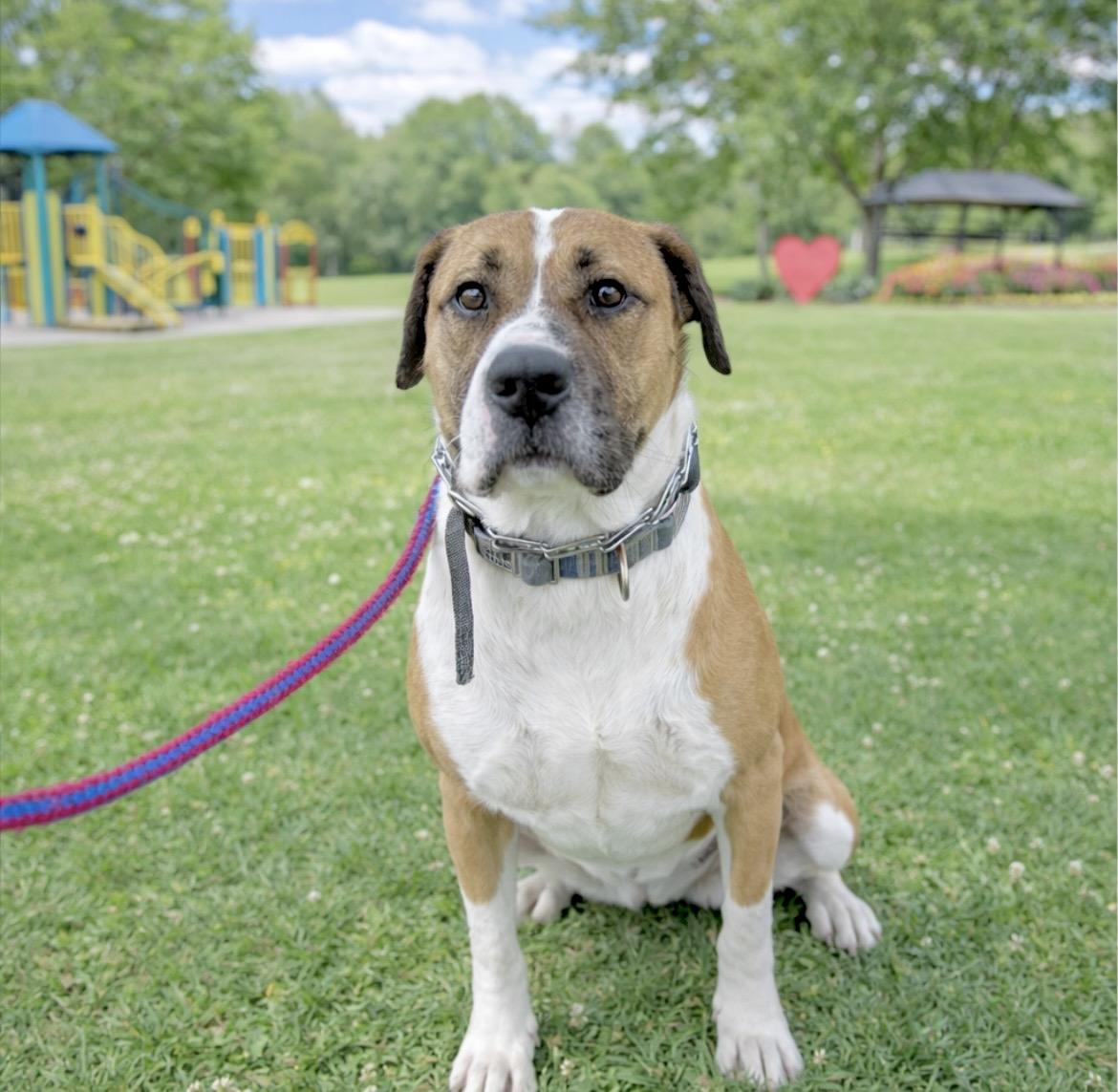 Enlarge Chuck , an adopted mixed breed in Bel Air, MD image 2/5