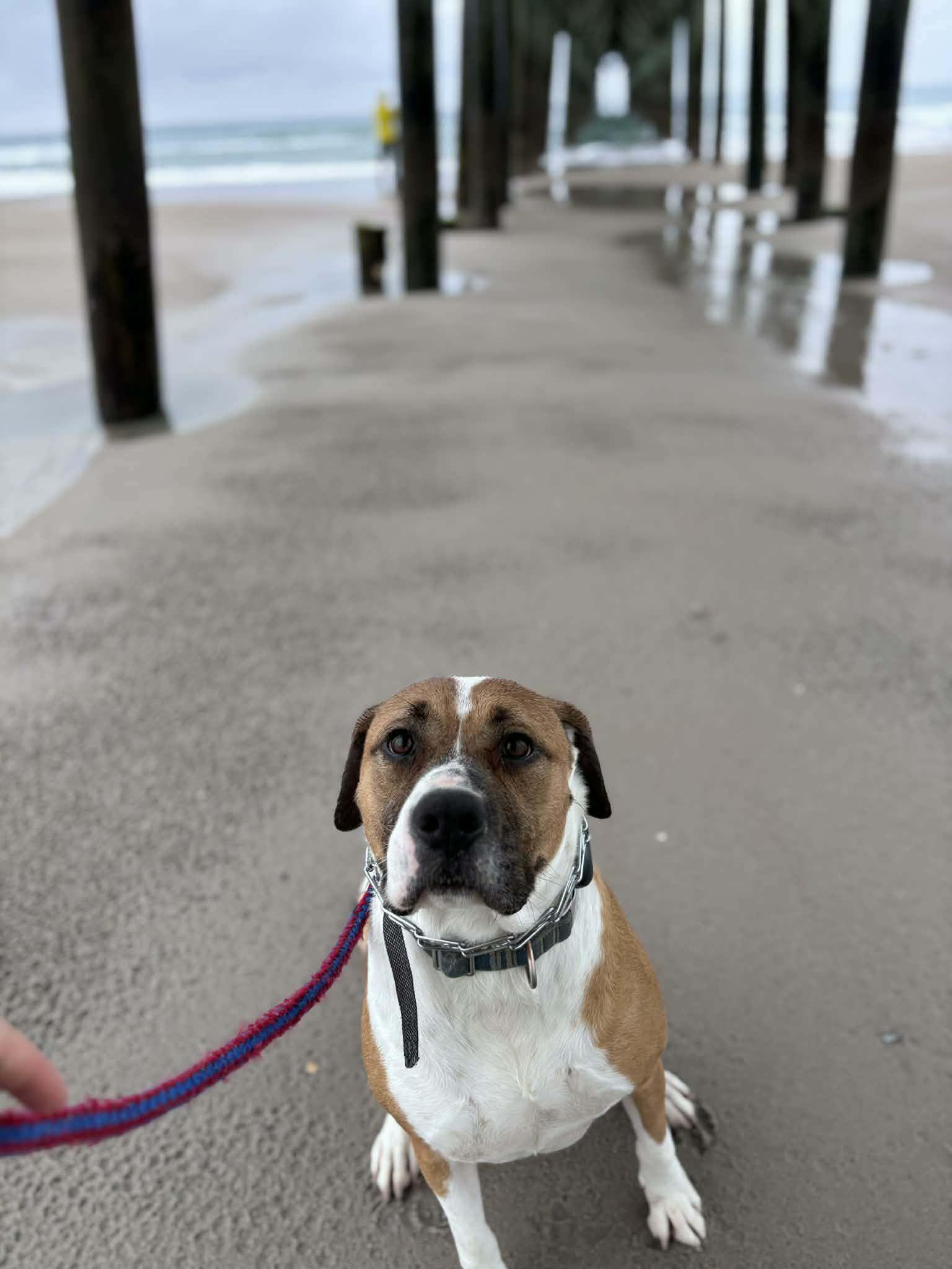 Enlarge Chuck , an adopted mixed breed in Bel Air, MD image 4/5
