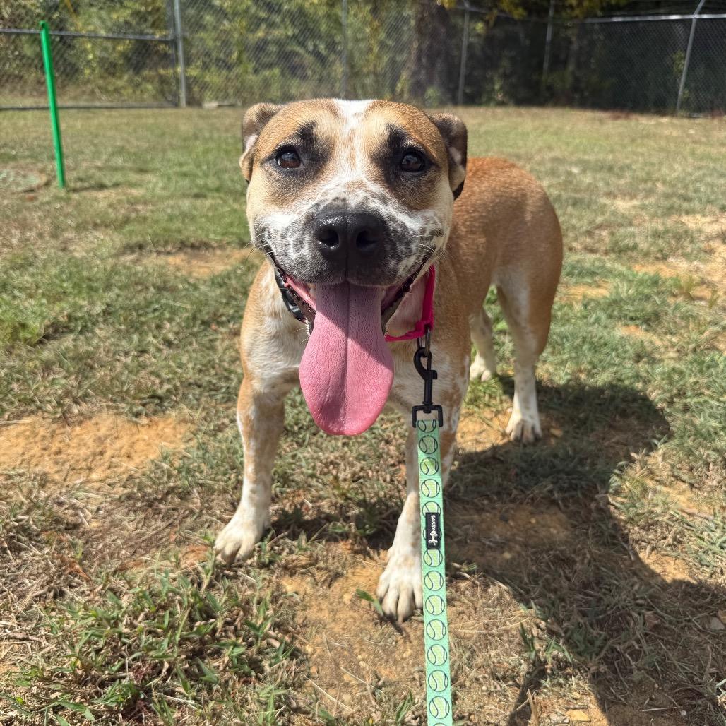 Sunrise 073103A, Adoptable, Young Female Pit Bull Terrier & Cattle Dog.