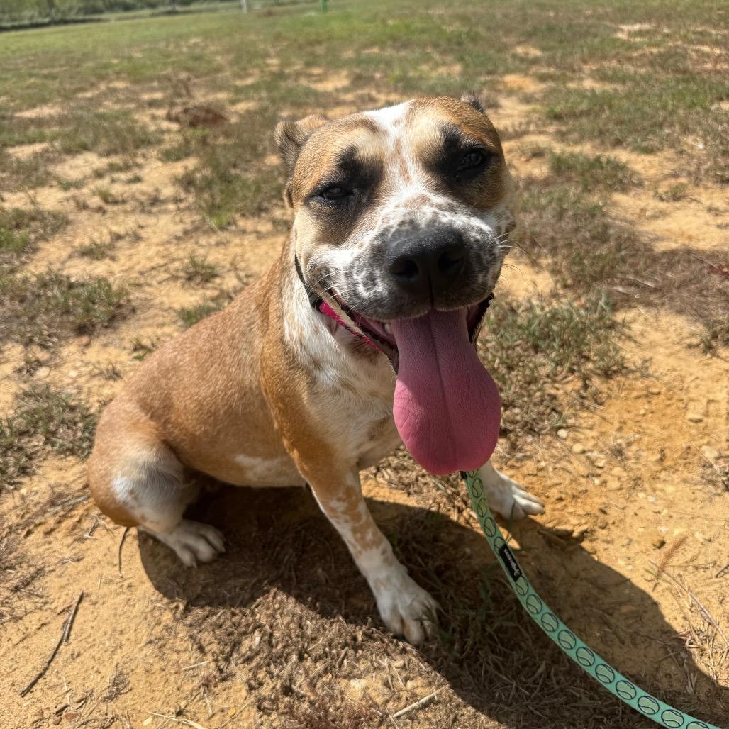 Enlarge Sunrise 073103A, a Adoptable mixed breed in Amory, MS image 2/3