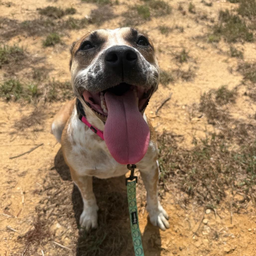 Enlarge Sunrise 073103A, a Adoptable mixed breed in Amory, MS image 3/3