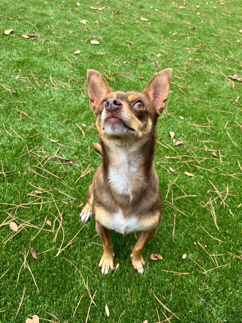 Swaba, a Adoptable Chihuahua in Salisbury, NC image 1/3