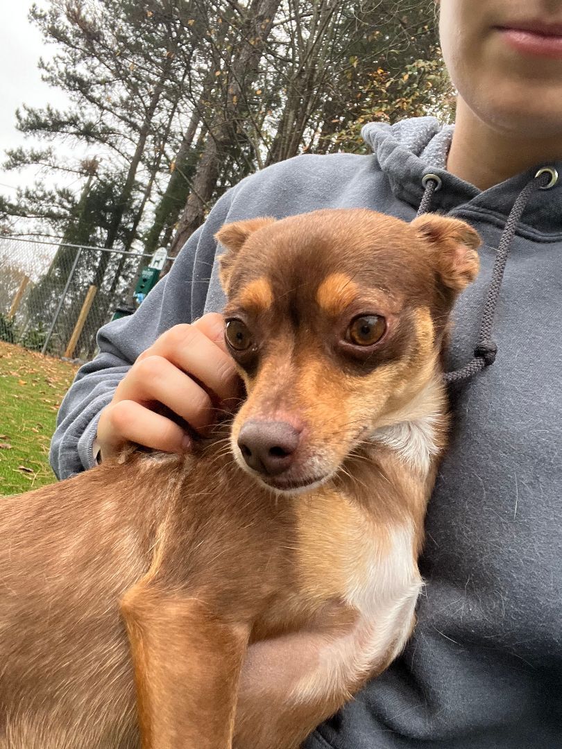 Swaba, a Adoptable Chihuahua in Salisbury, NC image 2/3