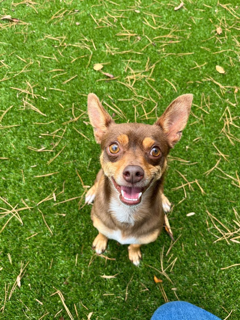 Swaba, a Adoptable Chihuahua in Salisbury, NC image 3/3