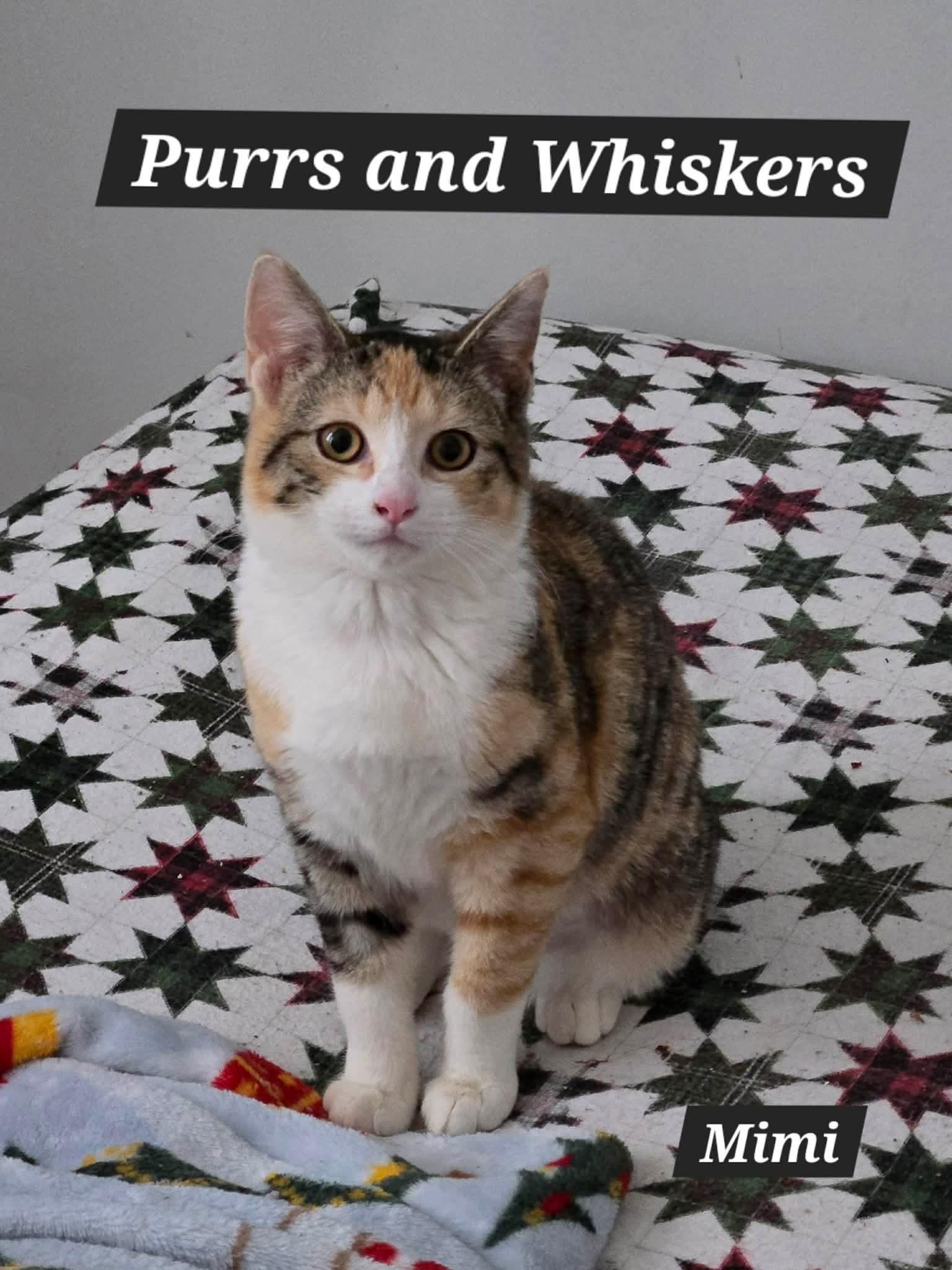 Mimi, ADOPTABLE, Kitten Female Domestic Short Hair.