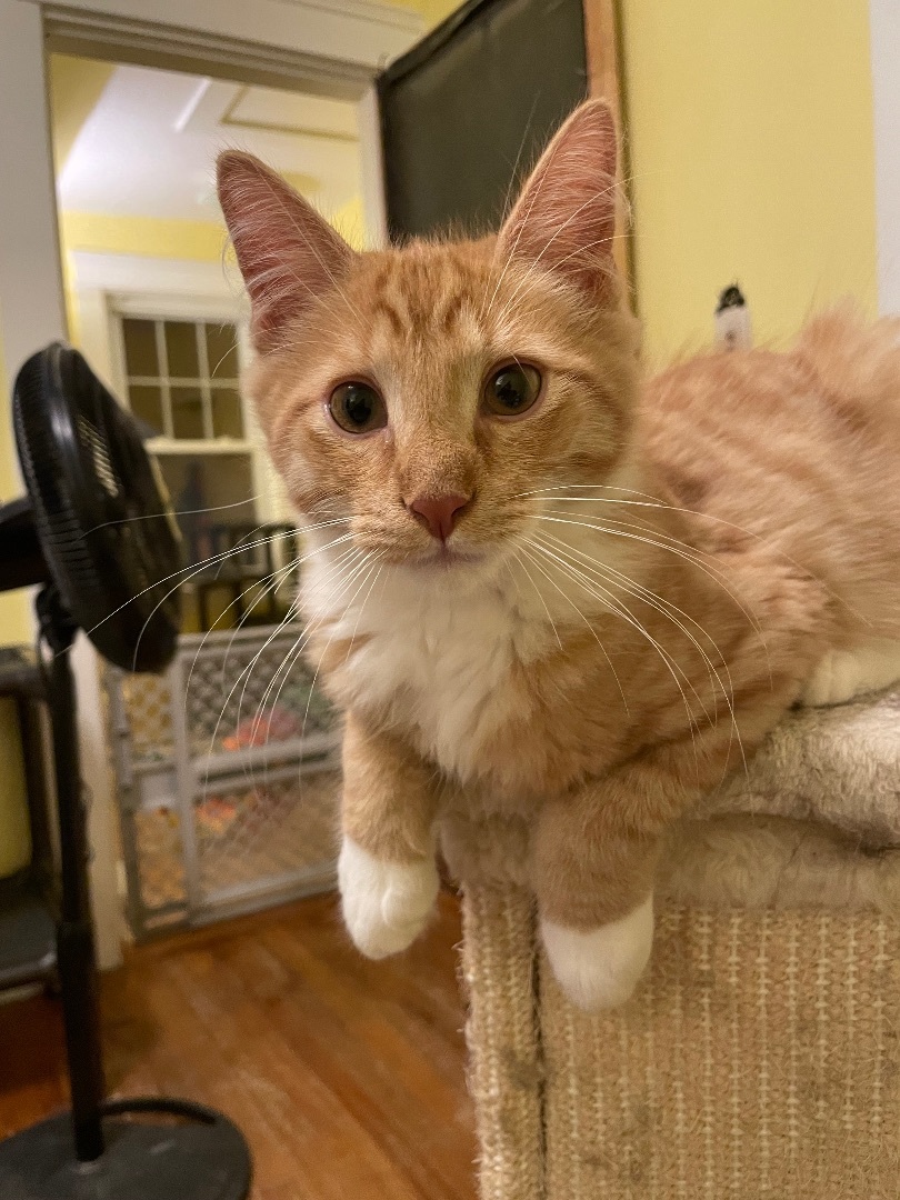 Enlarge Marvin & Mavis, a Adopted Domestic Medium Hair in Uxbridge, MA image 1/6