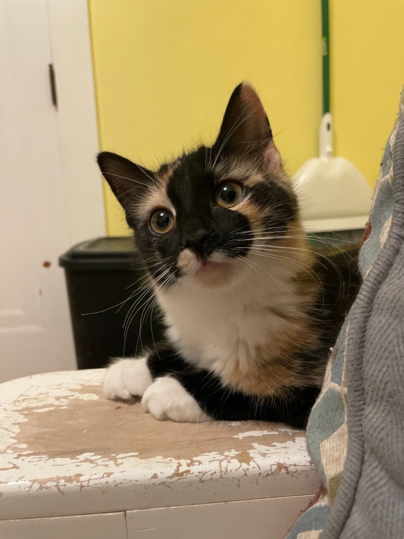 Enlarge Marvin & Mavis, a Adopted Domestic Medium Hair in Uxbridge, MA image 2/6