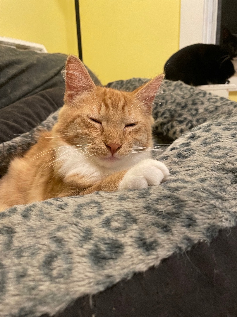 Enlarge Marvin & Mavis, a Adopted Domestic Medium Hair in Uxbridge, MA image 3/6