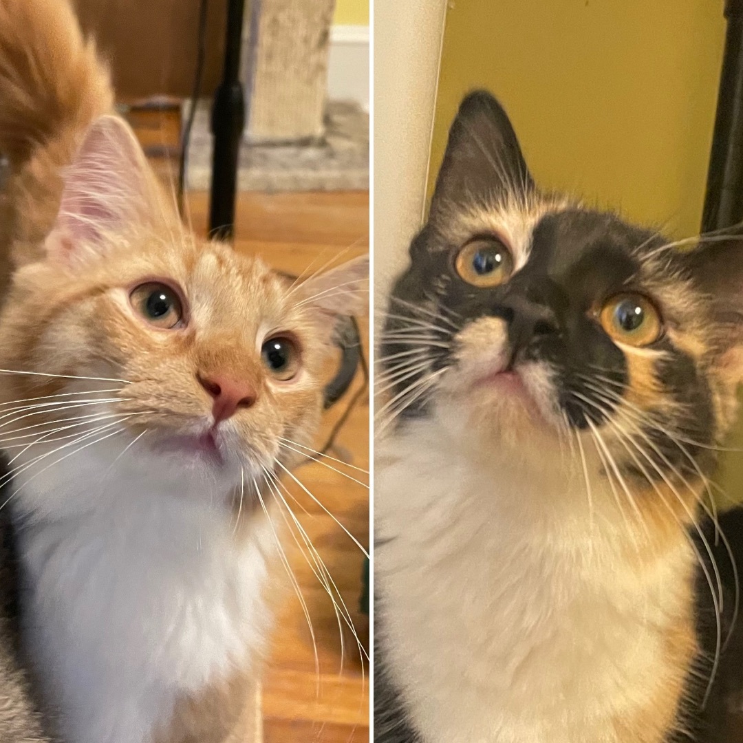 Enlarge Marvin & Mavis, a Adopted Domestic Medium Hair in Uxbridge, MA image 4/6