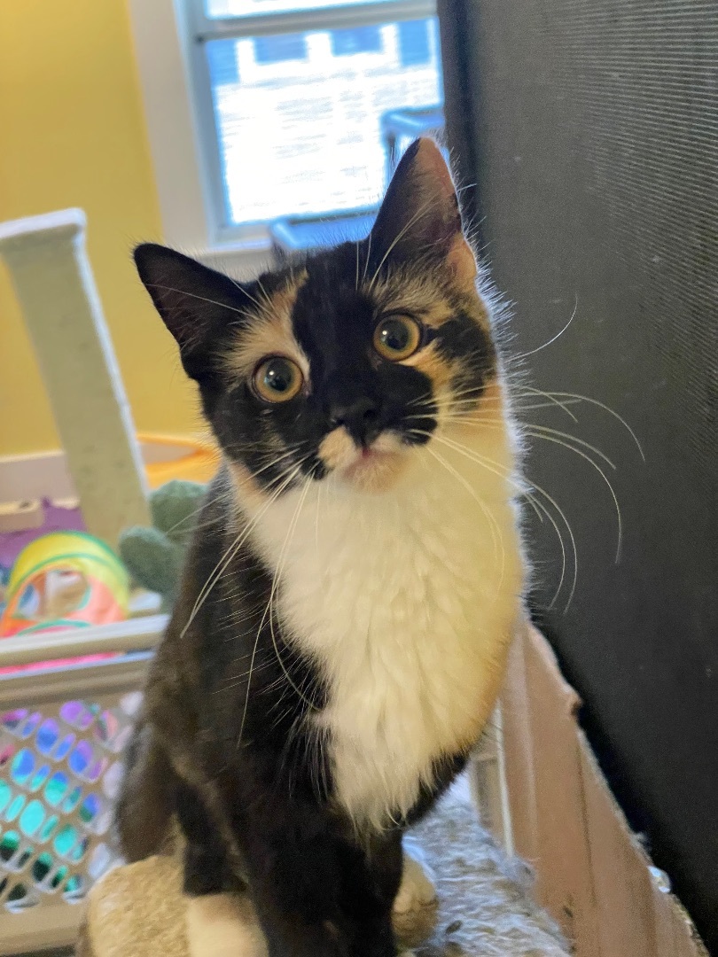 Enlarge Marvin & Mavis, a Adopted Domestic Medium Hair in Uxbridge, MA image 5/6