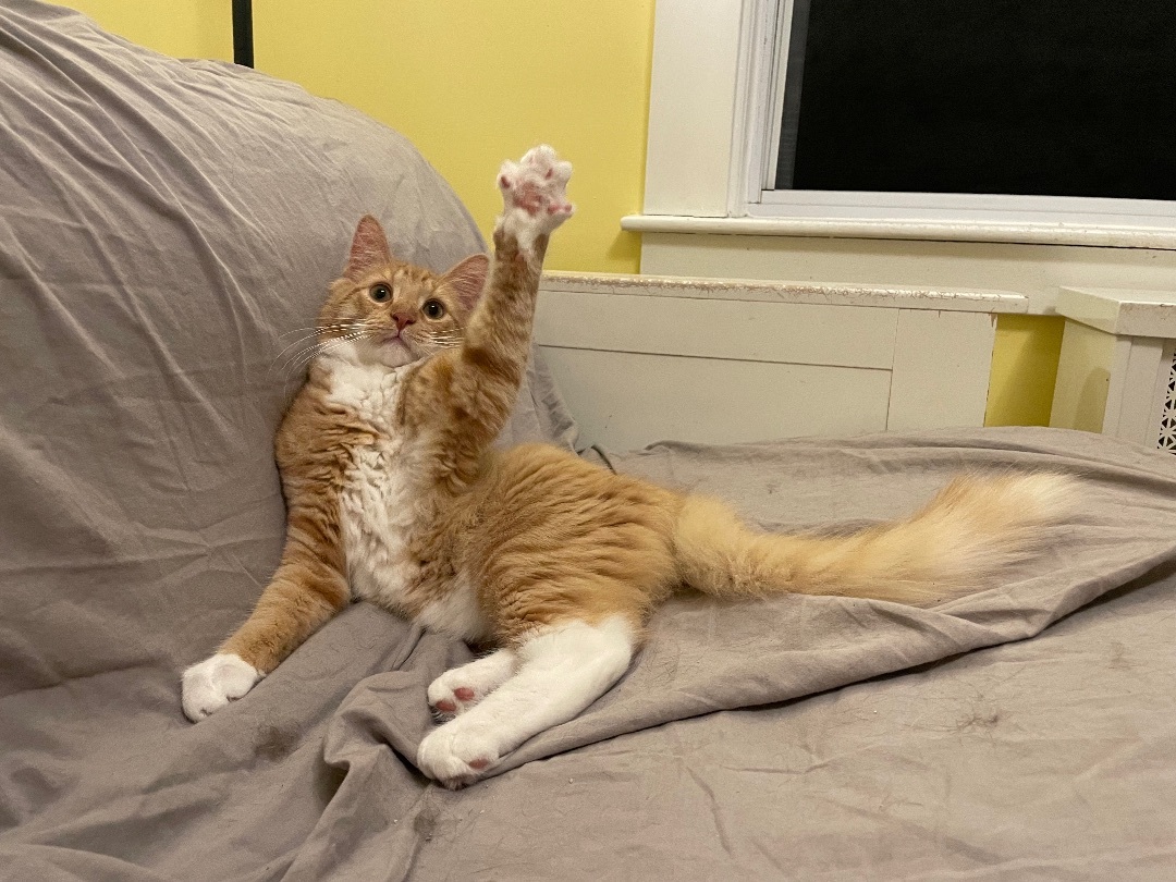 Enlarge Marvin & Mavis, a Adopted Domestic Medium Hair in Uxbridge, MA image 6/6