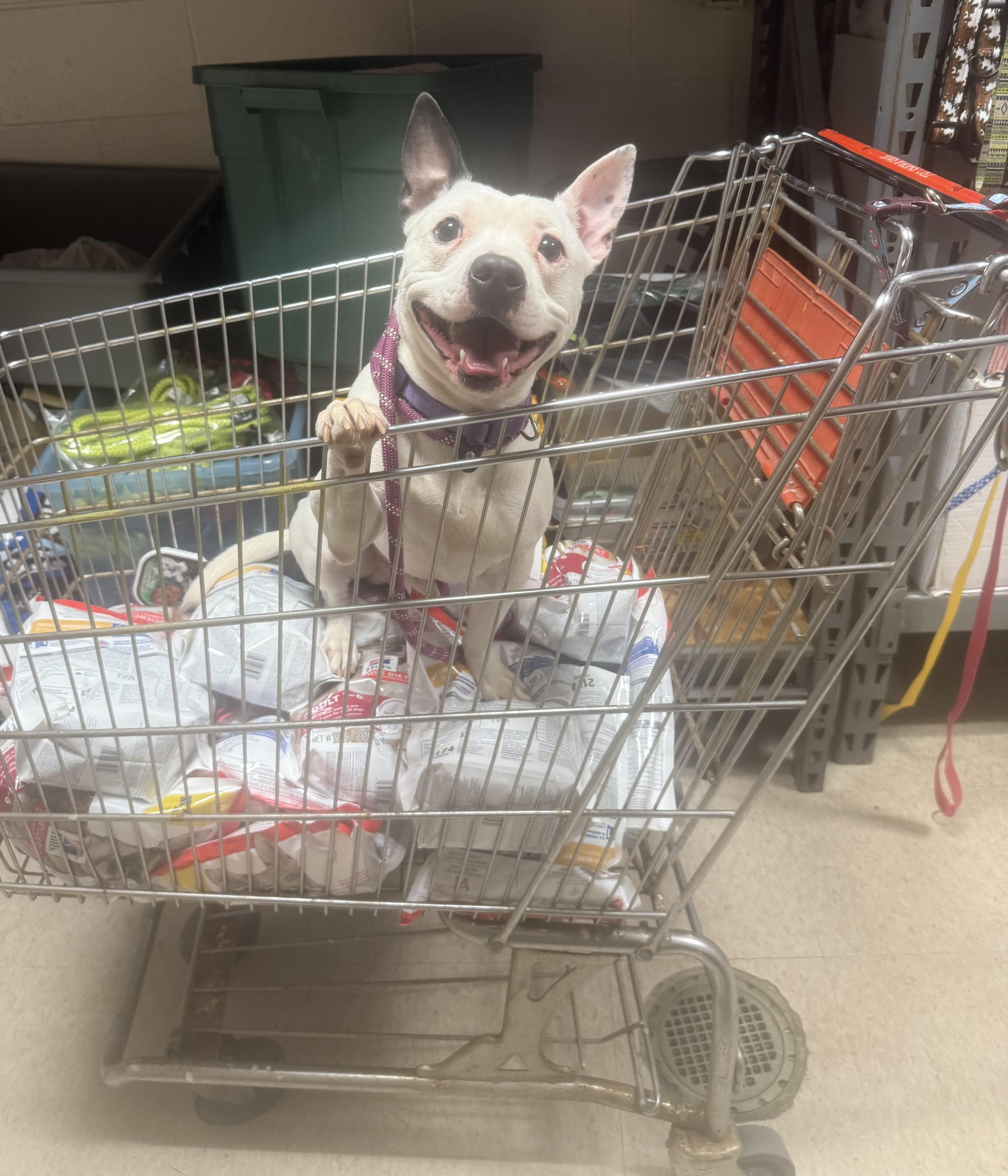Enlarge Tater AVAILABLE , a ADOPTABLE mixed breed in Canton, OH image 1/4
