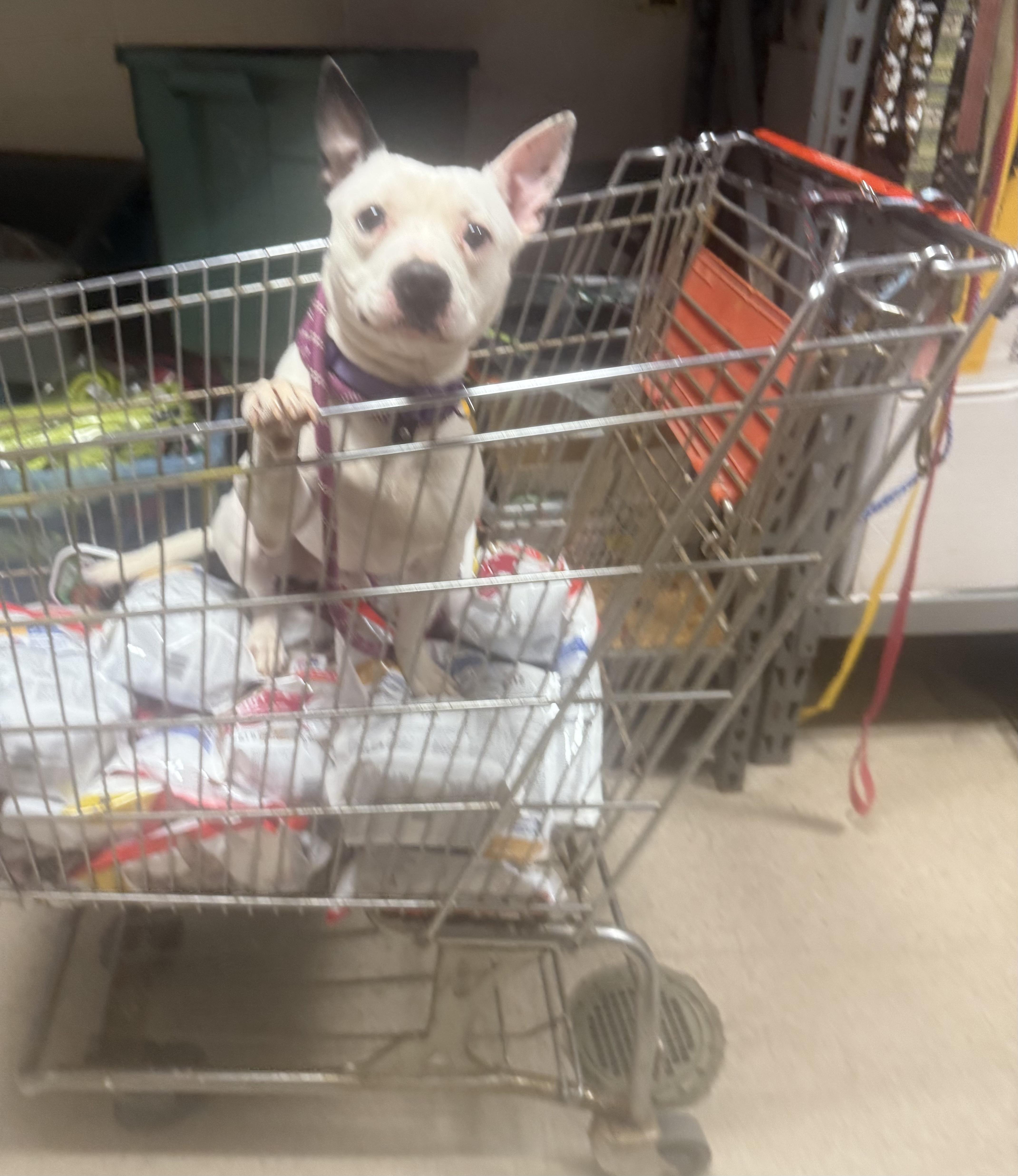 Enlarge Tater AVAILABLE , a ADOPTABLE mixed breed in Canton, OH image 4/4